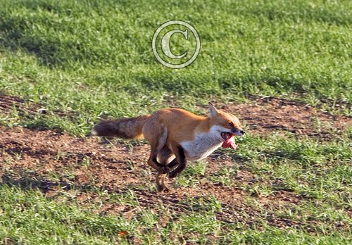 Running Red Fox 3 DM0257